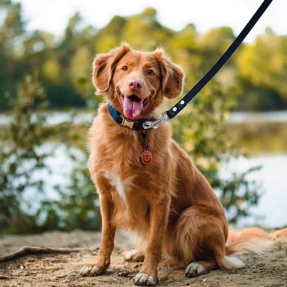 Dog walking with premium leather leash – comfortable and durable grip shown in outdoor setting