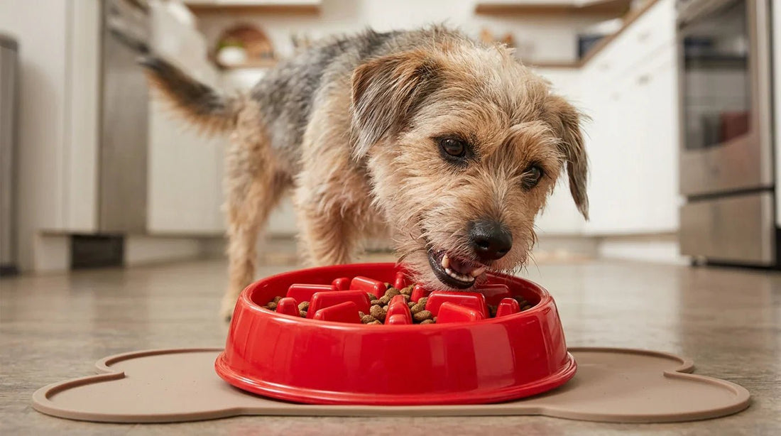 A scruffy dog eating kibble out of a bright red anti-choke slow-feeder dog bowl on a bone-shaped mat in a kitchen.