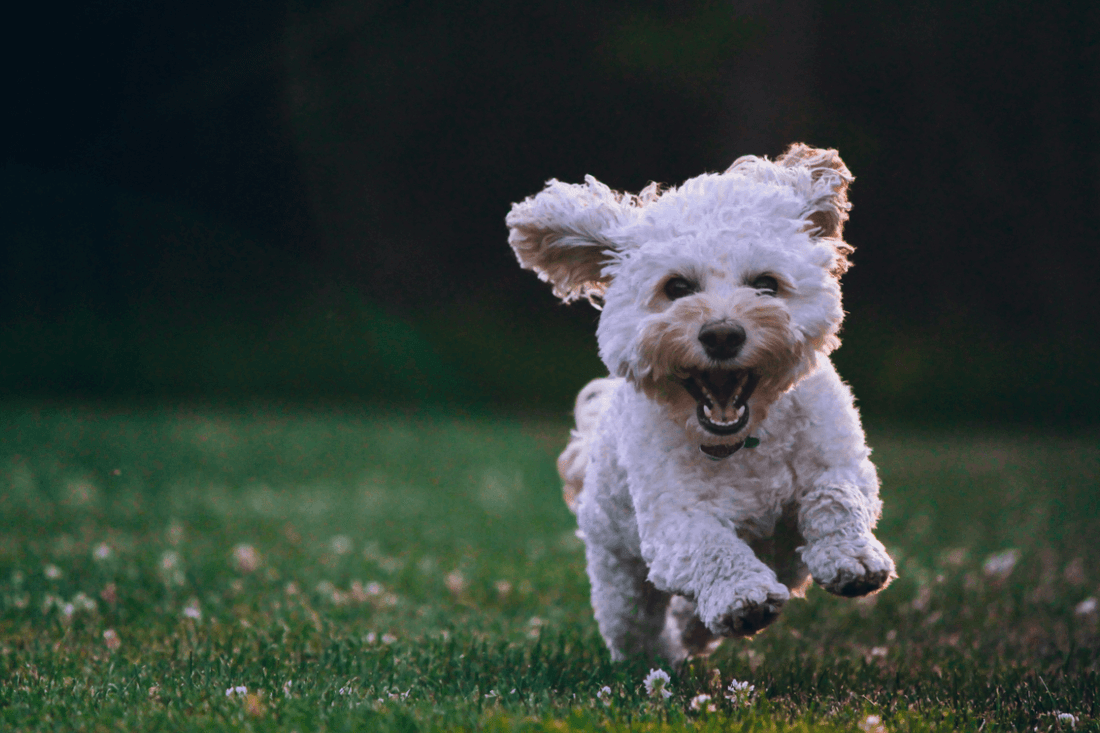 Happy white dog running through grass, representing a joyful and healthy lifestyle in BarkBarrel’s guide to caring for your pup.