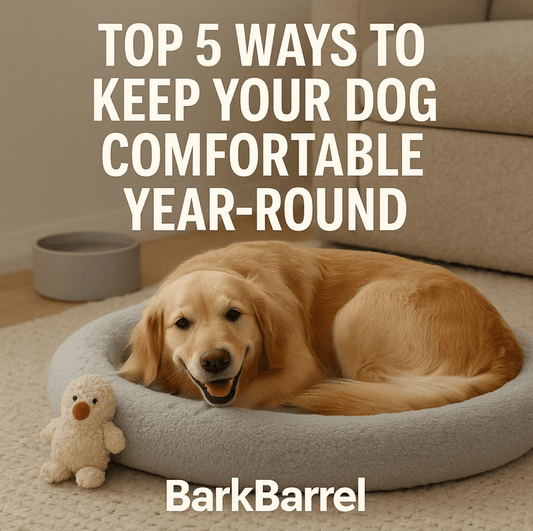 Golden retriever relaxing in a cozy dog bed, featured in BarkBarrel’s blog “Top 5 Ways to Keep Your Dog Comfortable Year-Round.”
