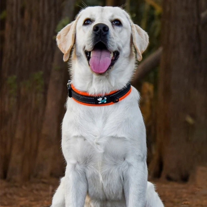 Adjustable Reflective Nylon Dog Collar - Safe & High-Quality