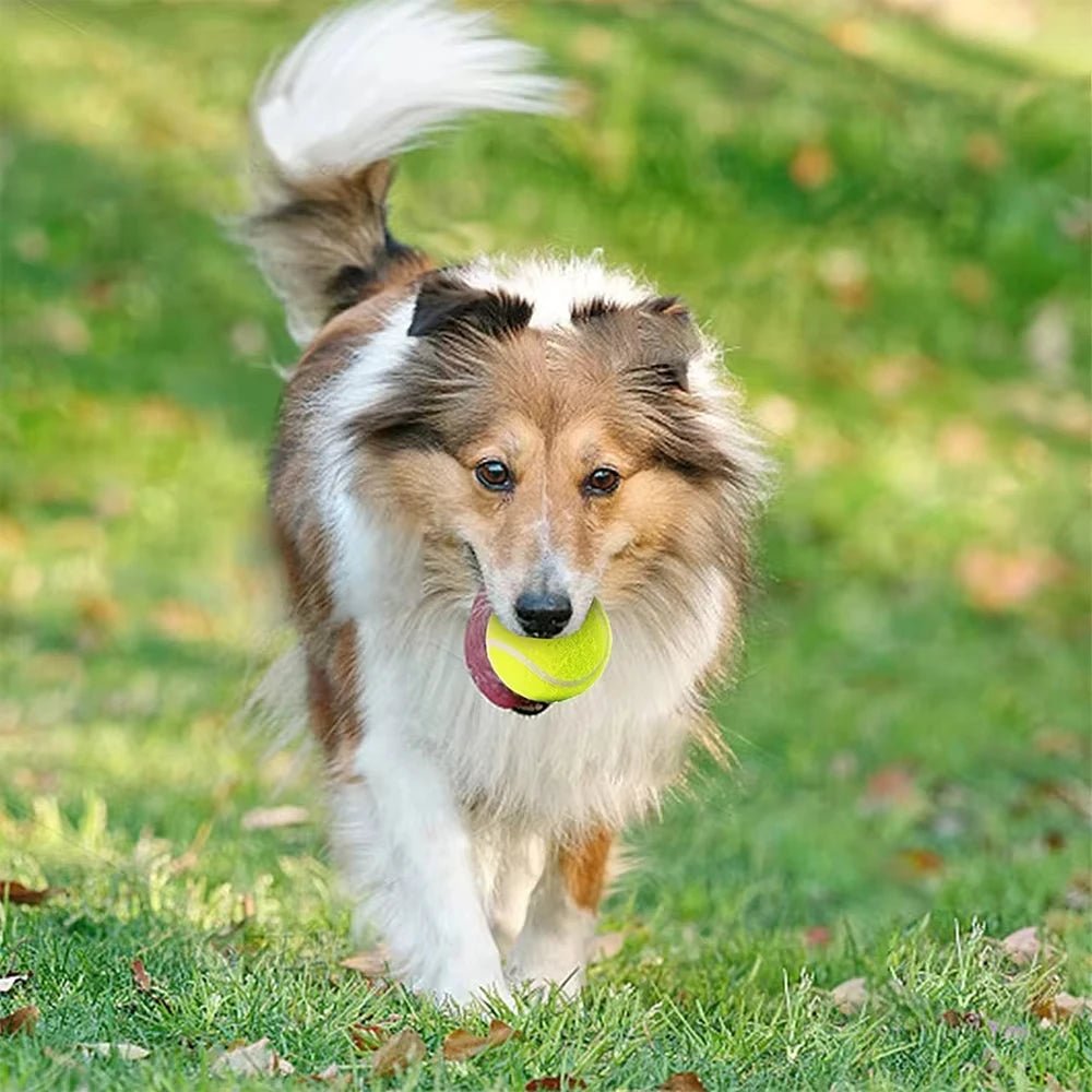 3, 6 or 12-Pack Tennis Balls for Launchers