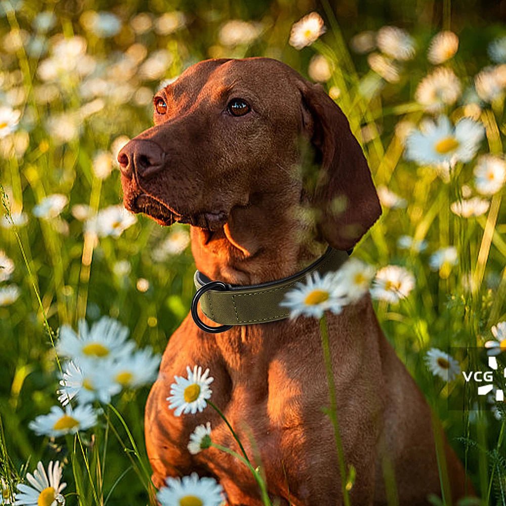 A brown hunting dog wearing a leather collar sitting beautifully in a field of white daisies