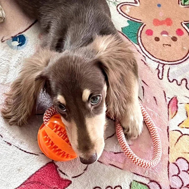A long haired dachshund puppy lying down indoors on a blanket happily chewing on the orange rubber ball section of the rope toy