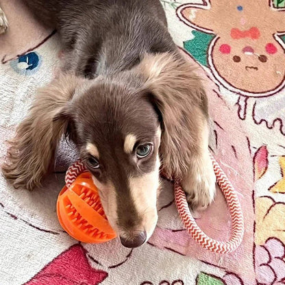 A long haired dachshund puppy lying down indoors on a blanket happily chewing on the orange rubber ball section of the rope toy