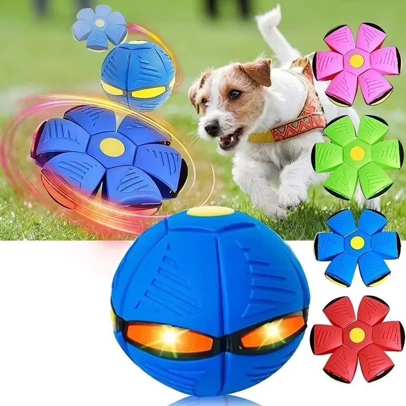 A small jack russell terrier puppy playing outdoors in the grass with a flying saucer ball showing multiple color variants on the side