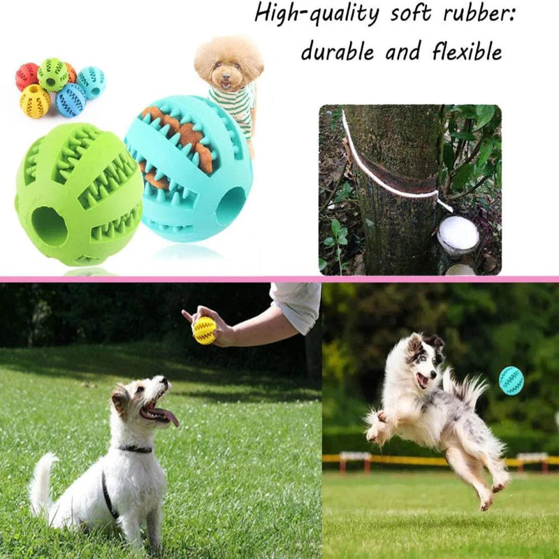 Two lifestyle images showcasing small and medium dogs catching and tracking high bounce green and blue rubber balls outside on the grass