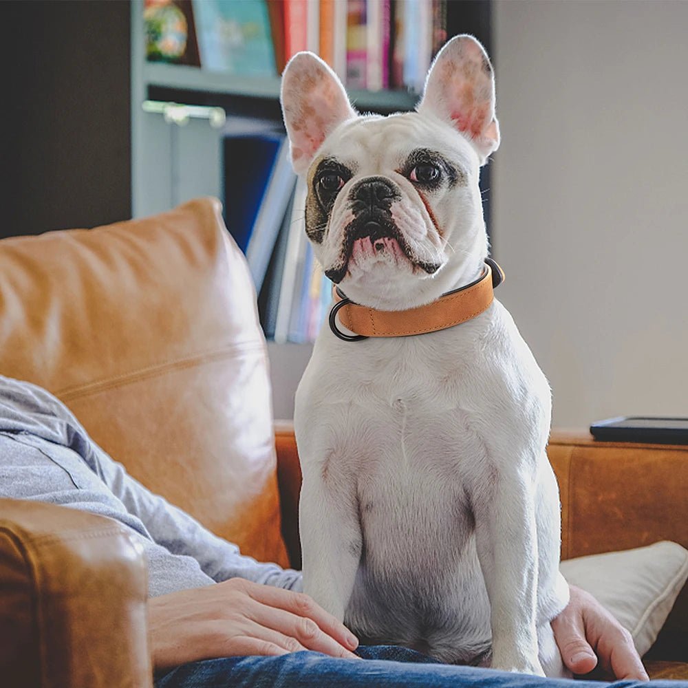 A white and grey French Bulldog puppy wearing a leather collar indoors