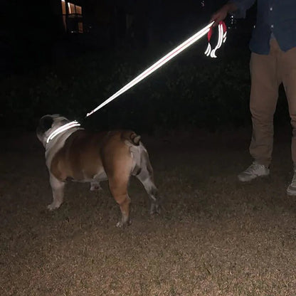 A dog wearing a highly visible glowing reflective white leash during a night safety walking demonstration