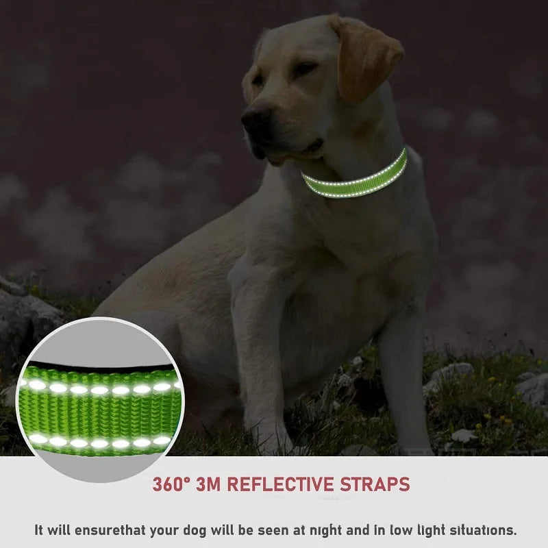 A dog wearing a highly reflective dog collar glowing brightly in the dark