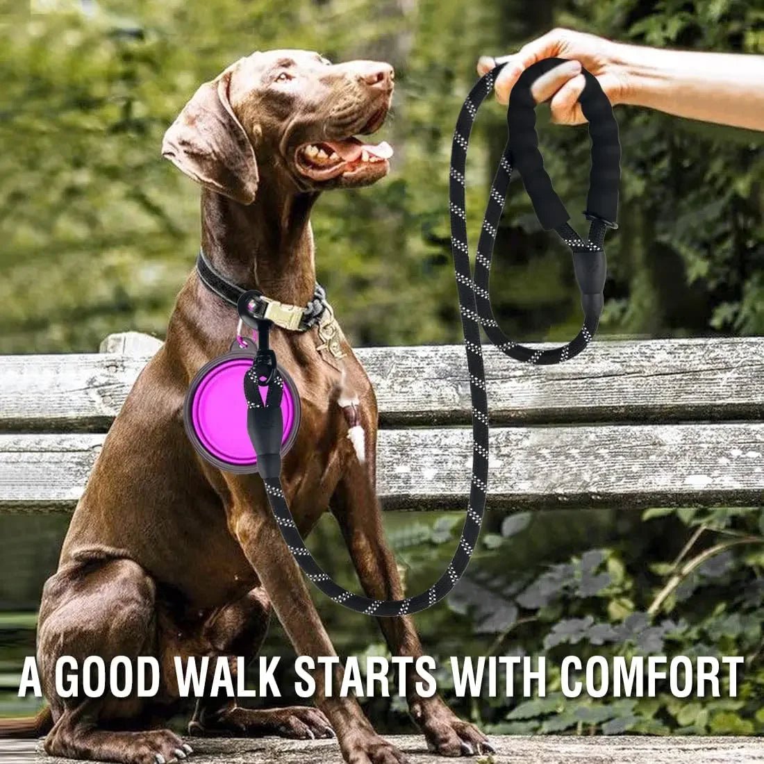A sleek brown Weimaraner dog sitting calmly on a wooden bench outdoors attached to a strong black nylon leash